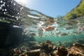 a Lot of river fish swim in shoals underwater in clean river on sunny day