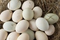 Lot of eggs in multiple colors