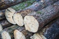 a lot of sawn pine wood Royalty Free Stock Photo