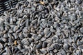 A lot of scattered sunflower seeds. Lie chaotically, deep black color. Background and texture, closeup Royalty Free Stock Photo