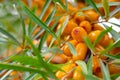 Lot of sea buckthorn orange ripe raw berries on twigs with green thin leaves on bush