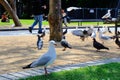 A lot of sea gull and birds in the park Royalty Free Stock Photo