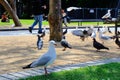 A lot of sea gull and birds in the park