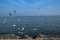 A lot of sea gulls fighting for bread . Flock of seagulls flying Royalty Free Stock Photo