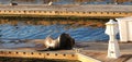 a lot of sea larges sitting and lying on the platform of the Marina near the ocean and seagulls Royalty Free Stock Photo