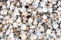 Close up Sea shells. Royalty Free Stock Photo