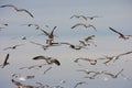 A Lot of seagull birds flying off a beach Royalty Free Stock Photo