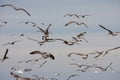 A Lot of seagull birds flying off a beach Royalty Free Stock Photo