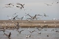A Lot of seagull birds flying off a beach Royalty Free Stock Photo