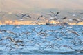 A lot of seagulls fly against the background of the opposite shore of the bay and the ship Royalty Free Stock Photo