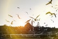 A lot of seagulls are flying over Istanbul minarets and mosques silhouettes.