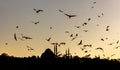 A lot of seagulls are flying over Istanbul minarets and mosques silhouettes. Royalty Free Stock Photo