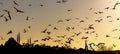 A lot of seagulls are flying over Istanbul minarets and mosques silhouettes. Royalty Free Stock Photo