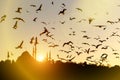 A lot of seagulls are flying over Istanbul minarets and mosques silhouettes.