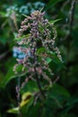 Lot of seeds of Urtica dioica, often known as common nettle, stinging nettle or nettle leaf, or just a nettle or stinger Royalty Free Stock Photo