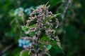 Lot of seeds of Urtica dioica, often known as common nettle, stinging nettle or nettle leaf, or just a nettle or stinger Royalty Free Stock Photo