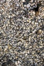 A lot of shells close to each other for background and wallpaper. Royalty Free Stock Photo