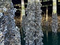 A lot of shells grew on poles under bridge Granville Island The pillars go into green still calm water old wharf Quiet Royalty Free Stock Photo