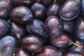 A lot of shiny ripe blue plum