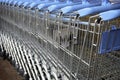 A lot of shopping trolleys. Blue modern supermarket shopping carts in a row Royalty Free Stock Photo