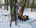 a lot of skis stand by the tree