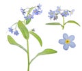 Lot of small blue forget-me-not blooms on white Royalty Free Stock Photo