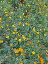 A lot of small bright orange and yellow flowers and green grass blooms in the garden in summer Royalty Free Stock Photo
