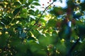 a lot of small Cherries hanging in tree Royalty Free Stock Photo