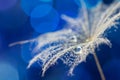 A lot of small drops and one big on a dandelion seed. Abstract macro of dandelion on blue background with bokeh. Royalty Free Stock Photo