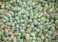 Lot of small Graptopetalum succulents with plump petals