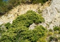 Lot of small green flowers of English ivy Hedera helix, European ivy, climbing the Caucasus mountains on the Black Sea coast