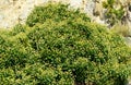 Lot of small green flowers of English ivy Hedera helix, European ivy, climbing the Caucasus mountains on the Black Sea