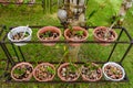 A lot of small growing orchid flowers in the pots at the garden Royalty Free Stock Photo