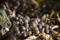 A lot of small honey agaric armillaria - edible mushrooms Royalty Free Stock Photo