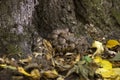 A lot of small honey agaric armillaria - edible mushrooms Royalty Free Stock Photo