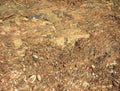 Lot of small multi-colored stones as a background, variegated stones