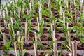 Lot of small orchid flowers in the pots in the glass house Royalty Free Stock Photo