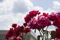 A lot of small pink roses on bush. Pink roses bushes blooming. Beautiful background from the roses against sky Royalty Free Stock Photo