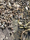 a lot of small snails on the river Royalty Free Stock Photo