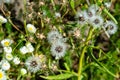 Lot of small white daisies and dandelions flowers growing in the field Royalty Free Stock Photo