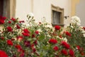 A lot of small white and red roses blooms in the garden against the background of an old building, and its fence. Area Ksiaz Royalty Free Stock Photo