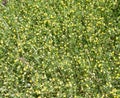 Lot of small yellow flowers between grass.