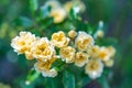 A lot of small yellow roses closeup after rain. Yellow roses bushes blooming in garden. Beautiful bouquet of little roses on