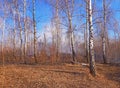 A lot of smoke in the forest fire after the horizon