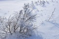 A lot of snow and frost on the branches of a bush in the garden, cold winter weather