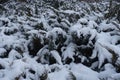 A lot of snow on shrubs of savin juniper