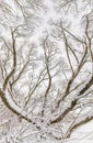 A lot of snow on tree branches. Winter forest after a heavy snowfall. Royalty Free Stock Photo