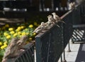 Three sparrows perched on an iron fence. Royalty Free Stock Photo