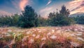 A lot of spider webs on the meadow. Royalty Free Stock Photo