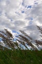 A lot of stems from green reeds grow from the river water under the cloudy blue sky. Unmatched reeds with long stem Royalty Free Stock Photo